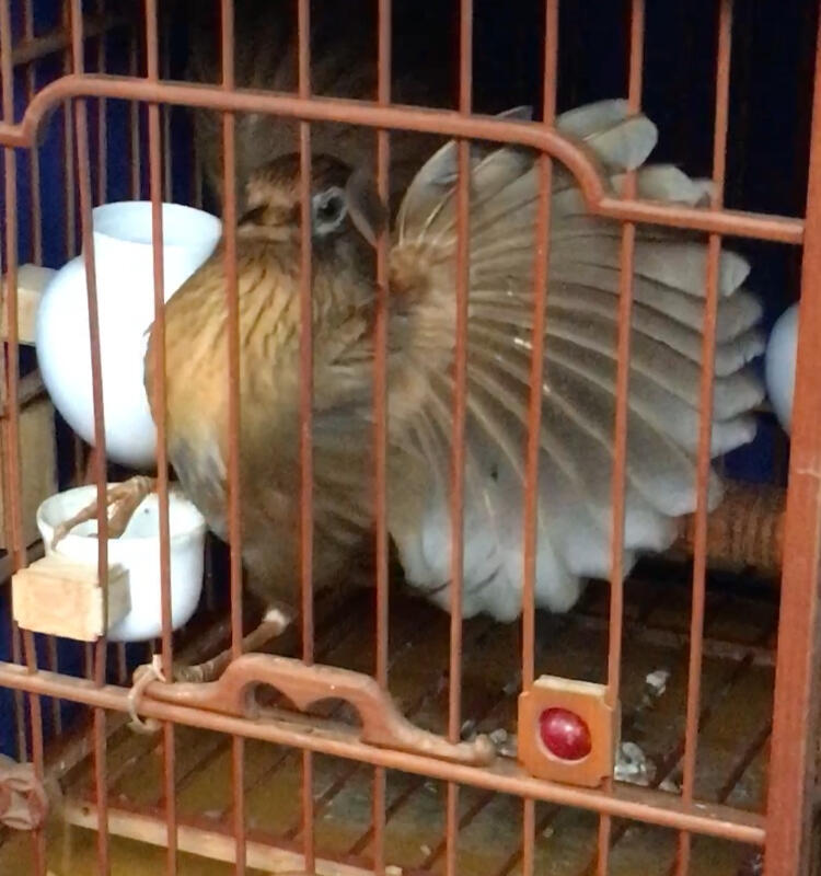 Birds Market II